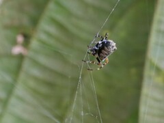 Verrucosa