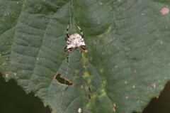 Verrucosa