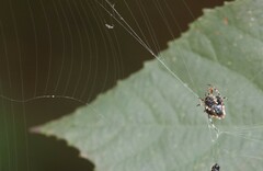 Verrucosa