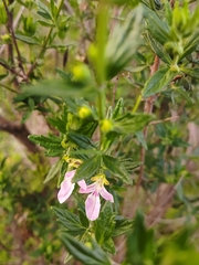 Teucrium bicolor