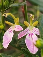 Teucrium bicolor