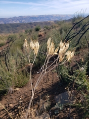 Ehrendorferia chrysantha