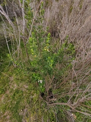 Teucrium bicolor