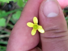 Ranunculus reflexus