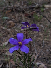 Cheiranthera linearis