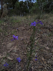 Cheiranthera linearis