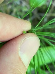 Equisetum pratense image