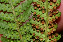 Cyathea cunninghamii