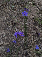 Cheiranthera linearis