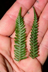 Cyathea cunninghamii