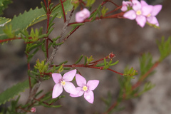 Boronia filifolia