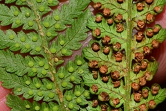 Cyathea cunninghamii