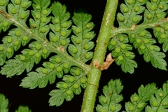Cyathea cunninghamii