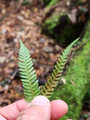 Cyathea cunninghamii