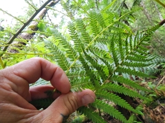 Cyathea cunninghamii
