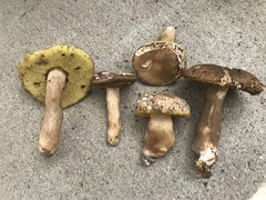 Boletus variipes