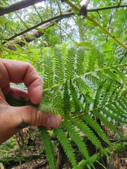 Cyathea cunninghamii