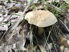 Boletus variipes