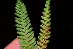 Cyathea cunninghamii