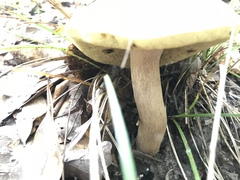 Boletus variipes