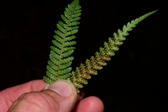 Cyathea cunninghamii
