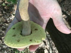 Boletus variipes