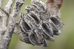 Banksia ornata