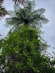 Cyathea cunninghamii