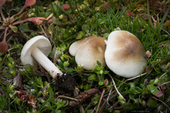 Melanoleuca exscissa