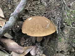 Boletus variipes