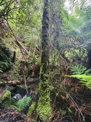 Cyathea cunninghamii