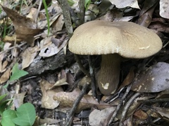 Boletus variipes
