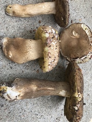 Boletus variipes