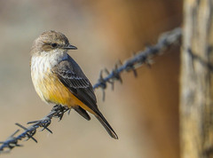 Pyrocephalus rubinus