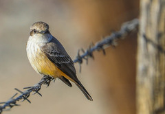 Pyrocephalus rubinus