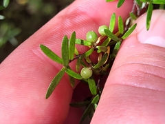 Coprosma microcarpa