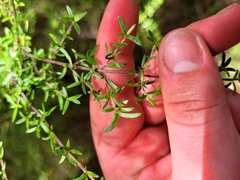 Coprosma microcarpa