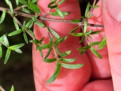 Coprosma microcarpa