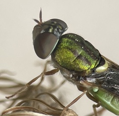 Odontomyia decipiens