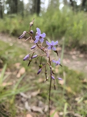 Dianella caerulea producta