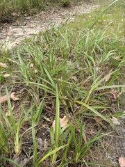 Dianella caerulea producta