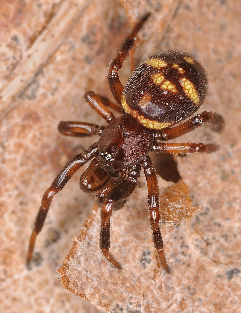 Asagena