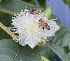 Apis mellifera