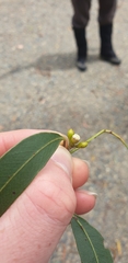 Eucalyptus fulgens