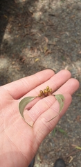 Eucalyptus fulgens