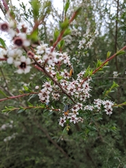 Kunzea leptospermoides