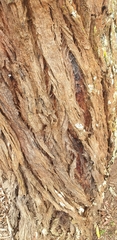 Eucalyptus fulgens