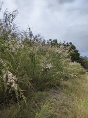 Kunzea leptospermoides