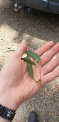 Eucalyptus fulgens