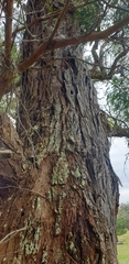 Eucalyptus fulgens